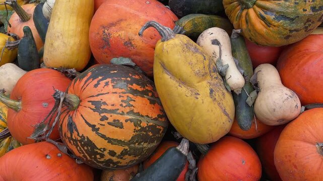 Heap of harvested multicolored pumpkins on farm outdoors close-up