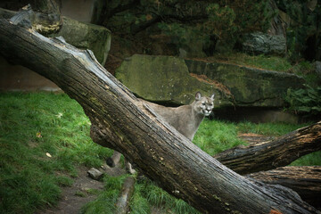 Tree in the woods, a wild cat in the forest