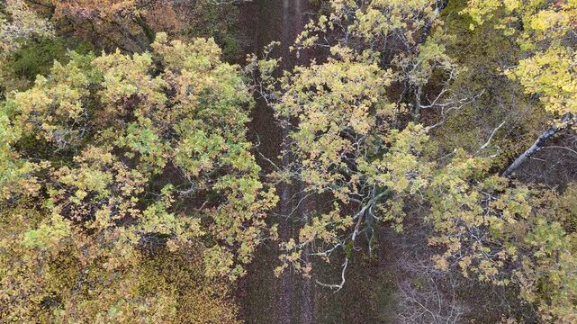 atterrissage en drone au travers des branches d'arbres, dans un chemin forestier en automne.  Changement de lumi&egrave;re avec un contre jour progressif au cours de la descente