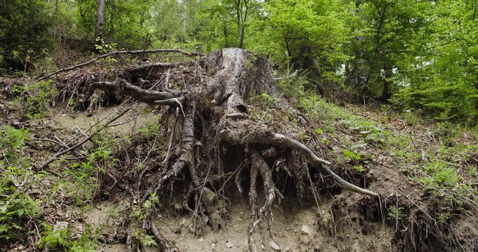 Massive exposed tree roots cling to a steep, eroded slope in the Carpathian beech forest of Niebieska Dolina Nature Reserve, Poland. A dramatic display of nature's resilience in old-growth woodland.