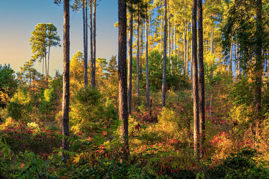 Autumn Light In The Piney Woods of East Texas With Pine Trees and Beautiful Color