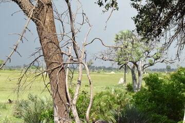 Okavango