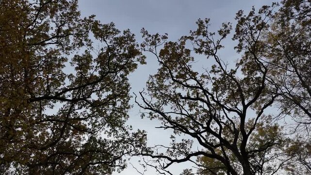 d&eacute;collage  d'un drone en automne, au travers des branches d'arbres dans un chemin forestier