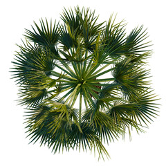 Borassus flabellifer tree plan, top view, cutout, transparent background, isolate, Lush palm tree canopy casting dappled light in tropical paradise garden