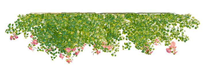 Campsis grandiflora tree plan, top view, cutout, transparent background, isolate, Cascading green leaves and pink flowers bring natural charm and elegance