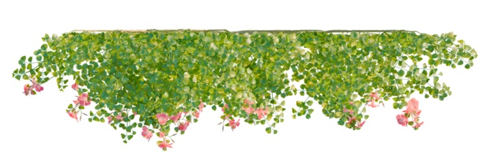 Campsis grandiflora tree plan, top view, cutout, transparent background, isolate, Cascading green leaves and pink flowers bring natural charm and elegance
