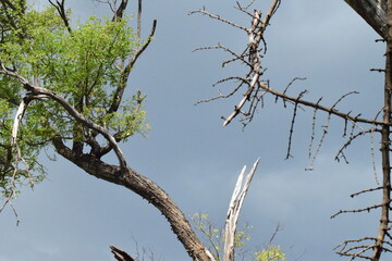 Okavango