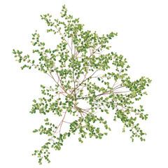 Frangula alnus tree plan, top view, cutout, transparent background, isolate, Lush tree top with vibrant green leaves, perfect for landscaping projects