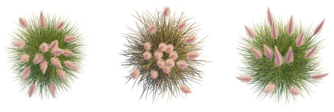 Cortaderia selloana rosea tree plan, top view, cutout, transparent background, isolate, Ornamental grass tufts, top view for landscaping and garden design