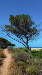 View from the path that runs along the thick pine forest close to the beach - Orosei - Nuoro - Sardinia - Italy