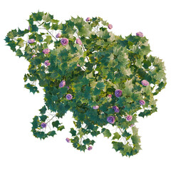 Fototapeta premium Hibiscus mutabilis tree plan, top view, cutout, transparent background, isolate, Beautiful rose bush with lush green leaves, perfect natural element