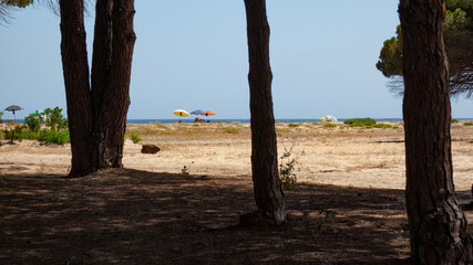 View from the path that runs along the thick pine forest close to the beach - Orosei - Nuoro - Sardinia - Italy