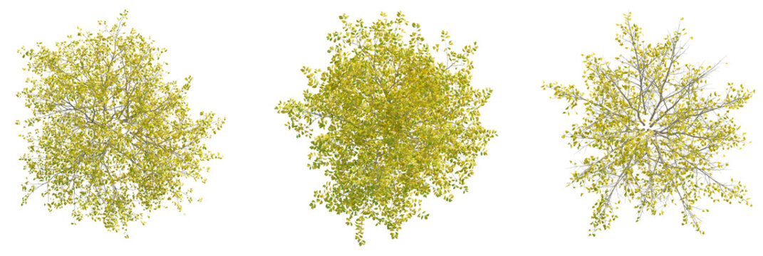 Lindera benzoin tree plan, top view, cutout, transparent background, isolate, Golden autumn trees from above create a nature design element pack