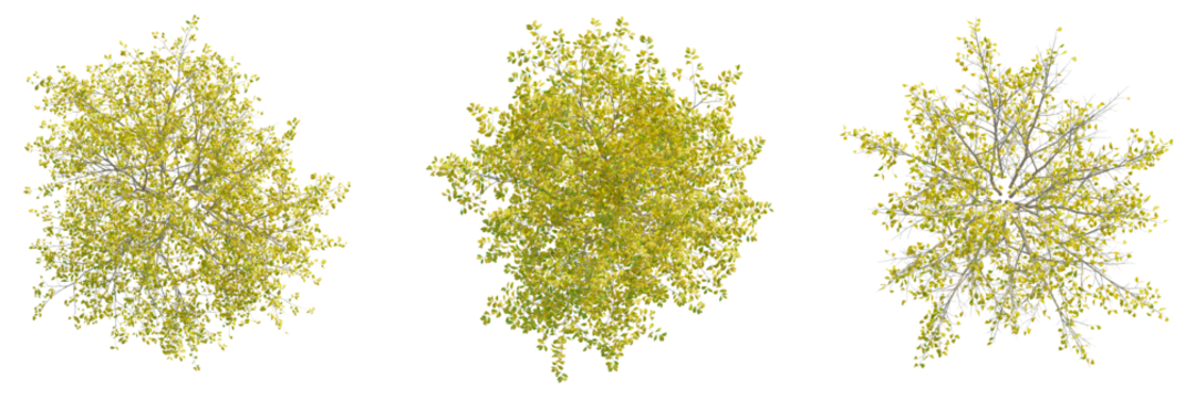 Lindera benzoin tree plan, top view, cutout, transparent background, isolate, Golden autumn trees from above create a nature design element pack