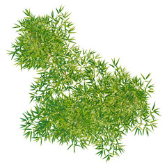Phyllostachys parvifolia tree plan, top view, cutout, transparent background, isolate, Fresh green bamboo plant perfect for zen gardens and landscaping designs