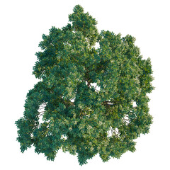 Zelkova serrata tree plan, top view, cutout, transparent background, isolate, Lush treetop canopy with vibrant green leaves casting a natural shadow