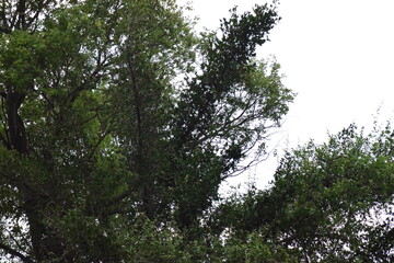 Okavango