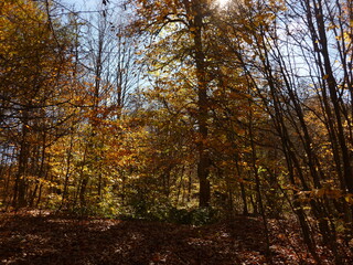 Autumn in the forest