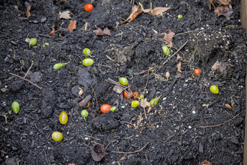 Multicolored Tomatoes On Dirt In Various Sizes.