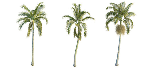 Bentinckia nicobarica  trees, front view, cutout, transparent, isolate, Stunning palm trees with vibrant green leaves against a transparent backdrop