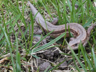 Common Lizard (Zootoca vivipara) crawling through green grass on a garden lawn