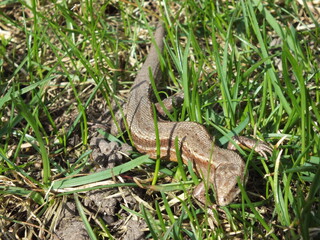 Common Lizard (Zootoca vivipara) crawling through green grass on a garden lawn