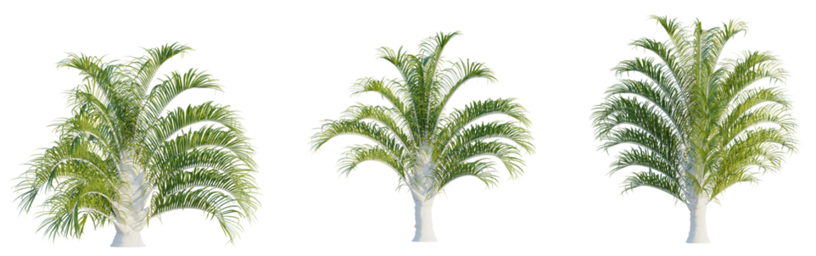 Dypsis decaryi  trees, front view, cutout, transparent, isolate, Exotic palm trees with lush green fronds, perfect for tropical designs - Powered by Adobe