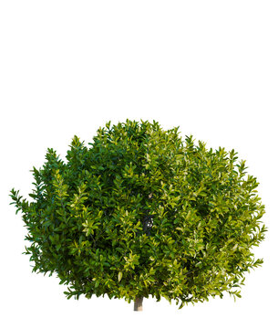 Laurus nobilis  trees, front view, cutout, transparent, isolate, Vibrant green shrub with lush foliage isolated on transparent background