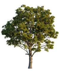 Obraz premium Pinus pinaster trees, front view, cutout, transparent, isolate, Vibrant and healthy tree isolated on transparent background for design assets