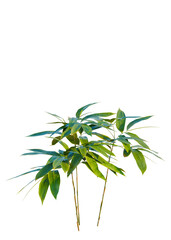 Sasa pygmaea  trees, front view, cutout, transparent, isolate, Vibrant bamboo plant with lush green leaves against a dark background.