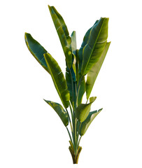 Fototapeta premium Strelitzia nicolai trees, front view, cutout, transparent, isolate, Vibrant Bird of Paradise plant, lush green foliage for interior design