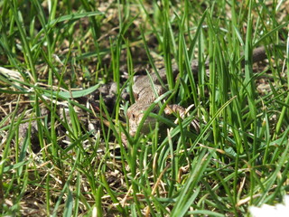 Common Lizard (Zootoca vivipara) crawling through green grass on a garden lawn