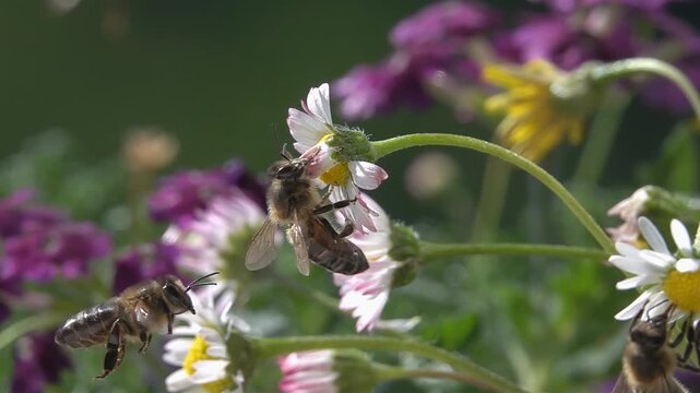 Bees, Flying on Flowers. closeup view. Slow-motion. Daisy flower
