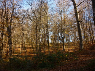 autumn in the forest