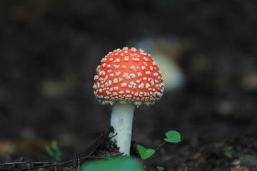 fly agaric mushroom