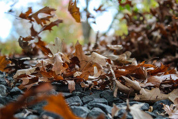 Ground level view of bronze pin oak leaves blowing by landscaping rock with green and golden autumn tree canopy background with copy space. Beauty in nature banner. Thanksgiving holiday season.