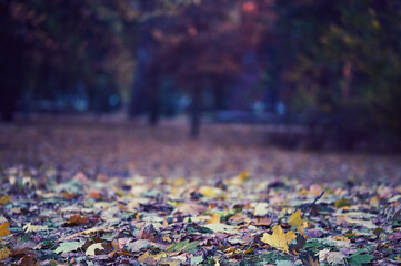 city ​​autumn motif street colored leaves