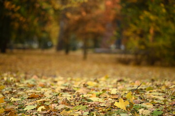 city ​​autumn motif street colored leaves