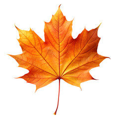 Obraz premium Vibrant orange maple leaf with intricate veins and a delicate stem showcasing the beauty of autumn foliage isolated on transparent background