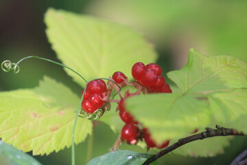 red cloudberries close-up