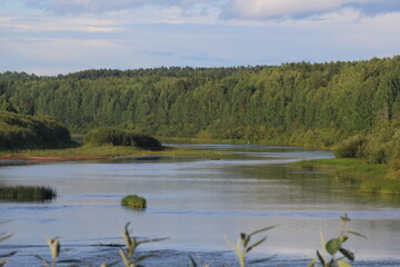 a river in a summer forest