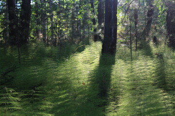 Obraz premium green horsetail in the rays of the evening sun on the edge of the swamp