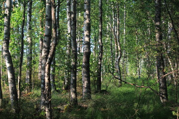 Fototapeta premium birch forest in the rays of the setting sun at the end of summer