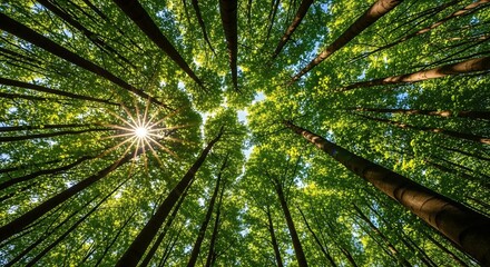 Looking up through a dense forest canopy with bright sun rays filtering through green leaves.