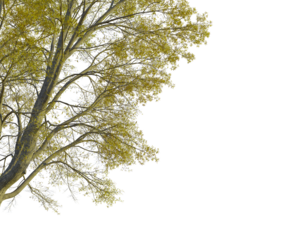 Quercus phellos tree, corner view, cutout, transparent, isolate, Tree with yellow leaves against transparent backdrop for easy integration