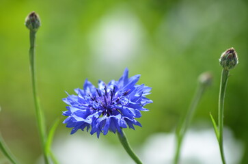 Blue cornflower Centaurea cyanus. An annual or biennial herbaceous meadow plant. The stem is rough and erect. The leaves are lanceolate, notched. The flowers range in color from blue to lilac-purple.