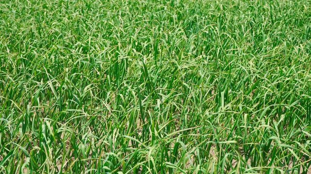 Farmers harvesting single-clove garlic outdoors in the countryside