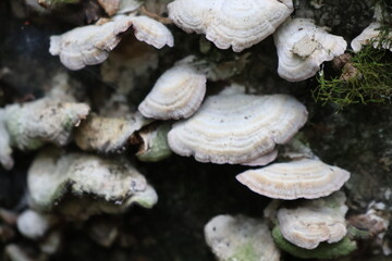 A close-up photograph of a fallen tree in a glen covered in fungi and moss.