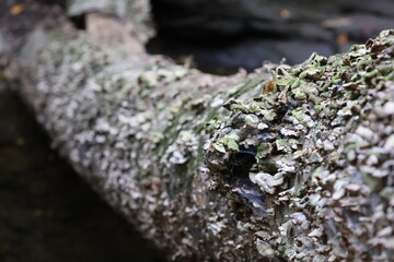 A close-up photograph of a fallen tree in a glen covered in fungi and moss.