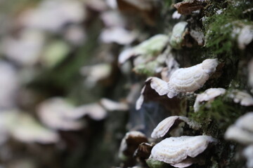 A close-up photograph of a fallen tree in a glen covered in fungi and moss.